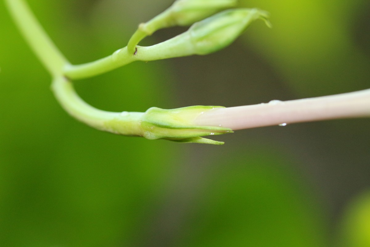 Ipomoea muricata (L.) Jacq.